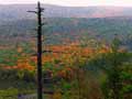 Porcupine Mountains "Standing Alone"